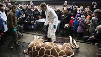 Fauna & Flora: Marius, the giraffe killed and used for lions, København Zoo, Copenhagen, Denmark