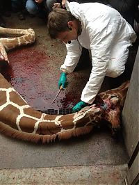 Fauna & Flora: Marius, the giraffe killed and used for lions, København Zoo, Copenhagen, Denmark