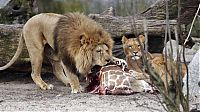 Fauna & Flora: Marius, the giraffe killed and used for lions, København Zoo, Copenhagen, Denmark