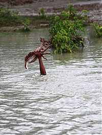 TopRq.com search results: Boy saves a baby fawn, Bangladesh