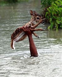 TopRq.com search results: Boy saves a baby fawn, Bangladesh