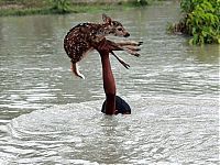 TopRq.com search results: Boy saves a baby fawn, Bangladesh