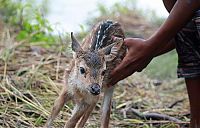 TopRq.com search results: Boy saves a baby fawn, Bangladesh