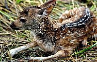 Fauna & Flora: Boy saves a baby fawn, Bangladesh