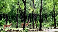 Fauna & Flora: Boy saves a baby fawn, Bangladesh