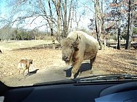 Fauna & Flora: Harmony Park Safari, Huntsville, Alabama, United States