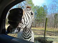TopRq.com search results: Harmony Park Safari, Huntsville, Alabama, United States