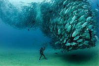 Fauna & Flora: Bigeye trevallies schooling, Cabo Pulmo National Park, Cabo San Lucas, Baja Peninsula, Mexico