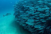 Fauna & Flora: Bigeye trevallies schooling, Cabo Pulmo National Park, Cabo San Lucas, Baja Peninsula, Mexico