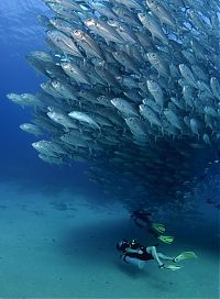 Fauna & Flora: Bigeye trevallies schooling, Cabo Pulmo National Park, Cabo San Lucas, Baja Peninsula, Mexico