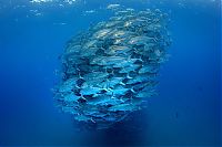 Fauna & Flora: Bigeye trevallies schooling, Cabo Pulmo National Park, Cabo San Lucas, Baja Peninsula, Mexico