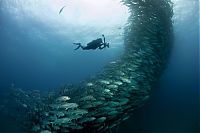 Fauna & Flora: Bigeye trevallies schooling, Cabo Pulmo National Park, Cabo San Lucas, Baja Peninsula, Mexico