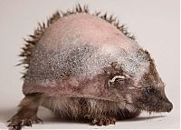 TopRq.com search results: hedgehog recovery with aloe vera therapy