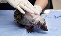 TopRq.com search results: hedgehog recovery with aloe vera therapy