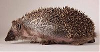 TopRq.com search results: hedgehog recovery with aloe vera therapy