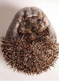 TopRq.com search results: hedgehog recovery with aloe vera therapy