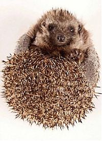 TopRq.com search results: hedgehog recovery with aloe vera therapy