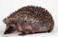 Fauna & Flora: hedgehog recovery with aloe vera therapy