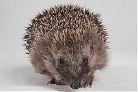 Fauna & Flora: hedgehog recovery with aloe vera therapy