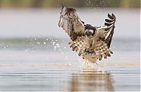 Fauna & Flora: osprey hunting for a fish