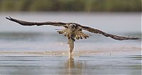 TopRq.com search results: osprey hunting for a fish