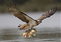 Fauna & Flora: osprey hunting for a fish