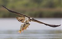 TopRq.com search results: osprey hunting for a fish
