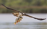 Fauna & Flora: osprey hunting for a fish