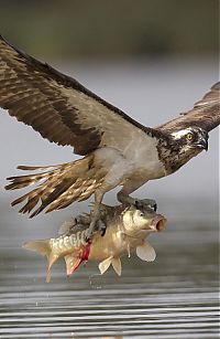 Fauna & Flora: osprey hunting for a fish