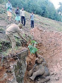 TopRq.com search results: rescuing a baby elephant