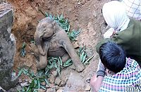 TopRq.com search results: rescuing a baby elephant