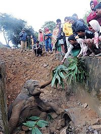 Fauna & Flora: rescuing a baby elephant
