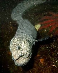 Fauna & Flora: wolf eel