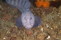 TopRq.com search results: wolf eel