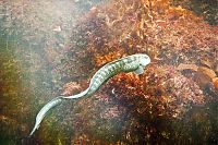 Fauna & Flora: wolf eel