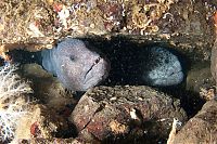 TopRq.com search results: wolf eel