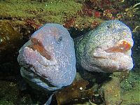 Fauna & Flora: wolf eel