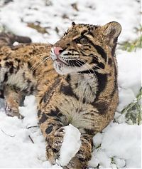 Fauna & Flora: leopard playing with snow