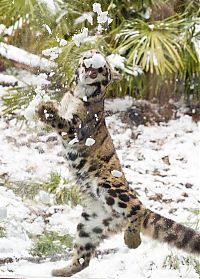 Fauna & Flora: leopard playing with snow