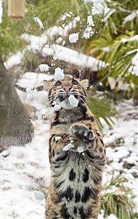 TopRq.com search results: leopard playing with snow