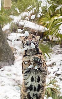 Fauna & Flora: leopard playing with snow