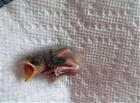 Fauna & Flora: raising a baby songbird