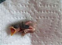 TopRq.com search results: raising a baby songbird