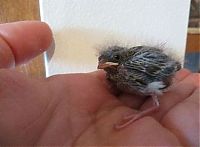 Fauna & Flora: raising a baby songbird