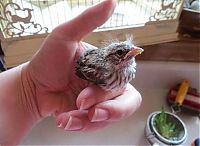 Fauna & Flora: raising a baby songbird