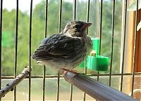 TopRq.com search results: raising a baby songbird