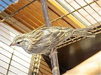 TopRq.com search results: raising a baby songbird