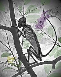 Fauna & Flora: x-ray animal