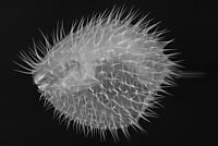 Fauna & Flora: x-ray animal