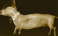 Fauna & Flora: x-ray animal